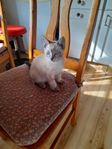 kattungen 