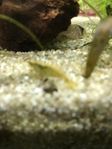 räkor neocardina davidi 