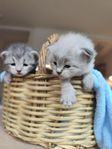 Sibiriska  allergivänliga kattungar med stamtavla 