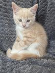 Kattunge hane