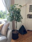 Schefflera storväxt