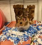 Hamster, bur och tillbehör