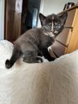 Ljuvliga kattungar 
