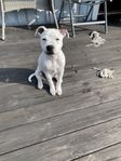 staffordshire bullterrier valp