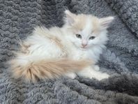 Kattunge hona långhårig