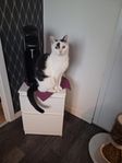 kattkille 