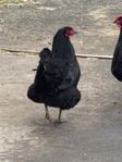 Höns australorp
