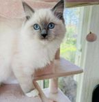 Ragdoll honor med stamtavla