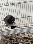 Kashmir bulbul