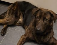 schäfer/rottweiler