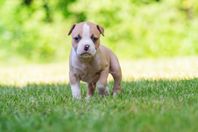 American Staffordshire Terrier valpar - hanar 