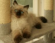 Ragdoll kattunge leveransklar