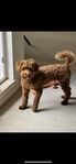 Multi generations australiensisk Labradoodle 