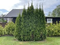 Thuja Smaragd