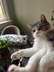bondkatt 2 år