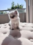Raggdoll Kattunge 