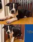American Bully XL Valp