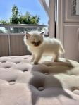 Ragdoll Kattunge