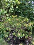 STOR VIT RHODODENDRON 