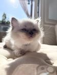 Ragdoll Kattunge