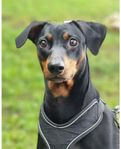 Pinscher tik 2 år söker nytt hem