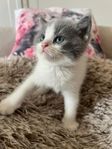 Kattungar