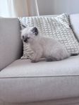 Ragdoll Kattunge
