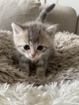 Kattungar