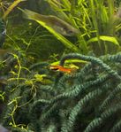 Endler guppy