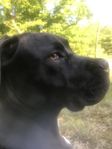 canecorso/presacanario