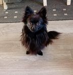papillon pomeranier unghund 