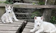 siberian husky valpar till salu
