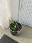 Skott av Aloe vera