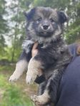 Flyttklar valp Finsk lapphund 