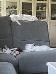 kattungar 