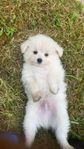 Maltese/Pemeran valpar