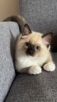 kattungen Ragdoll 