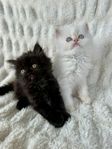 Kattungar - perser/ragdoll