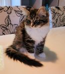 Kattungar