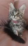 Maine Coon tjejer kvar kattungar stamtavla