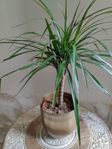 Dracaena växt med kruka 