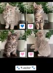 Kattungar 