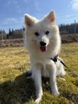 Japansk spets