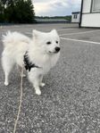 Japansk spets