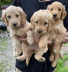 Shihdoodle valpar