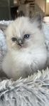 Ragdoll Stamtavla SVERAK