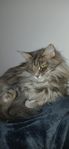 mainecoon