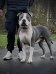 American bully XL