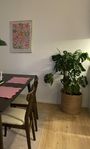 Stor monstera med kruka