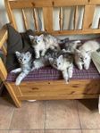 Allergivänliga kattungar, Sibirisk / Neva Masquerade